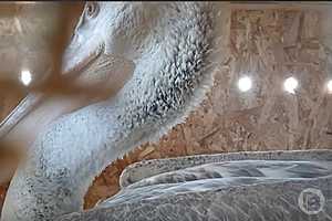 Скриншот: Центр реабилитации диких животных "Птичий Остров"