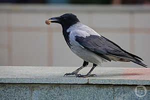 Фото: Дмитрий Рогулин / "Городские вести"