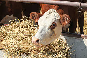 Фото: Дмитрий Рогулин/"Городские вести"