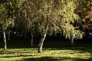 Профессор Белан назвала Волгоград благоприятным местом для лечения аллергии